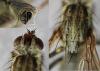 Scathophaga stercoraria